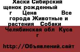 Хаски Сибирский (щенок рожденный 20.03.2017г.) › Цена ­ 25 000 - Все города Животные и растения » Собаки   . Челябинская обл.,Куса г.